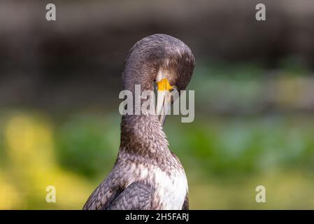 Cormorant, Phalacrocorax carbo, single bird cleans feathers. Stock Photo