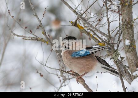 Eurasian jay Garrulus glandarius sits on a tree branch in the winter forest. Stock Photo