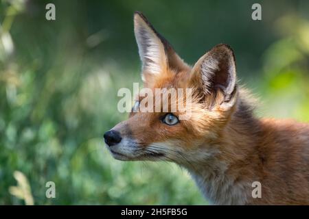 Red Fox in Algonquin Provincial Park in Ontario, Canada Stock Photo - Alamy