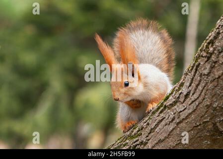 A red squirrel sits on a tree and looks down. Sciurus vulgaris. Stock Photo