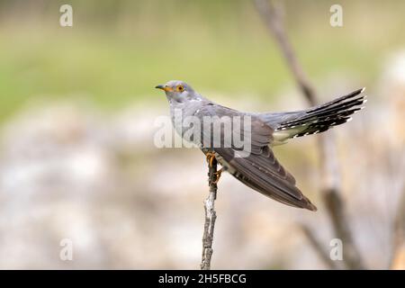 Birds Common Cuckoo Cuculus canorus. In the wild. Stock Photo