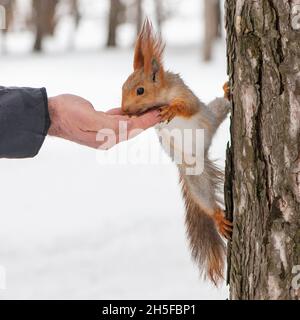 European red squirrel eats nuts from hand. Stock Photo