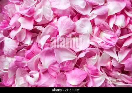 Fresh pink rose petals background. Flat lay Stock Photo