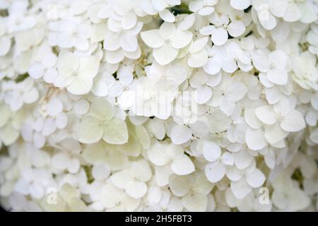 Blooming white Annabelle Hydrangea arborescens (commonly known as smooth hydrangea, wild hydrangea, or sevenbark). Closeup Stock Photo