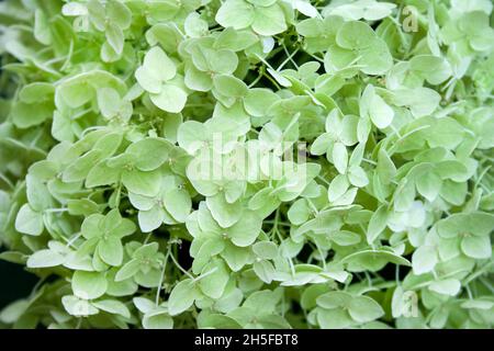 Faded white Annabelle Hydrangea arborescens (commonly known as smooth hydrangea, wild hydrangea, or sevenbark). Closeup Stock Photo