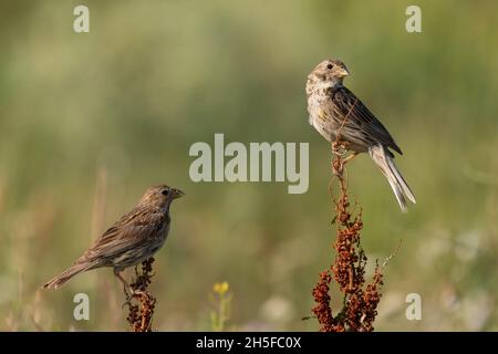 Two corn bunting Emberiza calandra, sits on a plant on a beautiful green background. Stock Photo