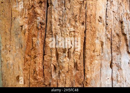Closeup of old tree trunk without bark with marks of throwing knives Stock Photo