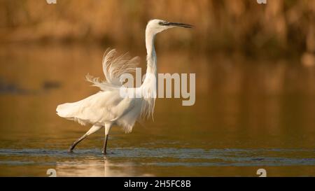 Little heron Egretta garzetta on the lake. Close up. Stock Photo