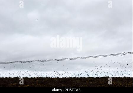 A flock of starlings perching on wires or power lines near their roost at Llandegley, Powys, mid Wales, UK Stock Photo