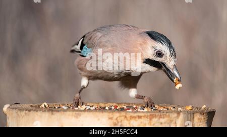 Eurasian Jay Garrulus glandarius on the bird feeder eating nuts close up. Stock Photo