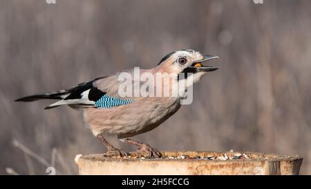 Eurasian Jay Garrulus glandarius on the bird feeder eating nuts. Stock Photo