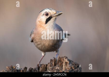 Bird eurasian jay Garrulus glandarius sits on a stick. Stock Photo