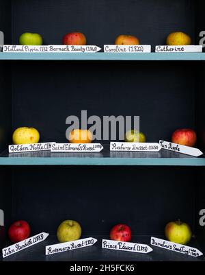 Old varieties of English apples with their dates Stock Photo