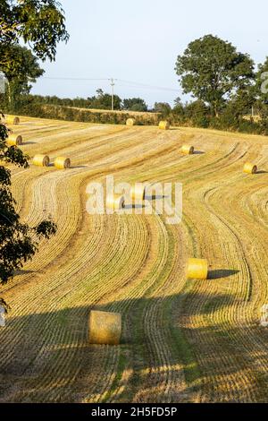 Rolled bales of straw in a freshly mown field with evening sun in Kinsale, County Cork, Ireland Stock Photo