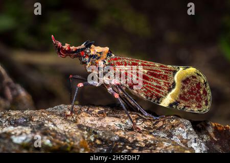 Phrictus quinquepartitus dragon head lantern bug macro image taken in Panama Stock Photo