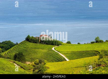 Fields of vineyards in Zumaia, San Sebastian, Spain on a sunny day