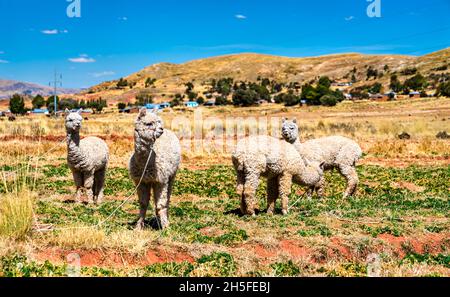 Alpacas near Lake Titicaca in Peru Stock Photo