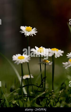 Spring. The daisies are back in the garden. Stock Photo