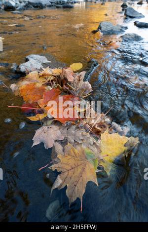 Autumn, Fall  Leaves floating on water, Fall Colors, Maple Leaves Stock Photo