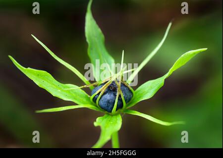 Frucht der Einbeere (Paris quadrifolia) im Schachenwald Burdorf am 04.07.2021.   *** Local Caption ***  Berry, flower plant, inflorescence, Einbeere, Stock Photo