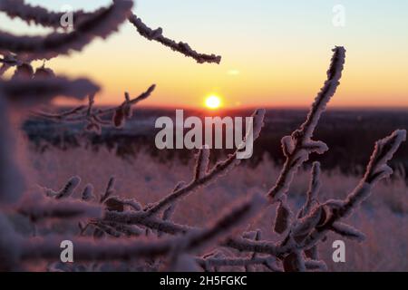 Sun rising over the horizon with plants covered in hoarfrost in the foreground Stock Photo