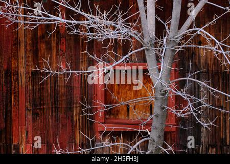 Old Red Barn Wooden Wall Background textured with several nails and a white tree no leaves branches and twigs