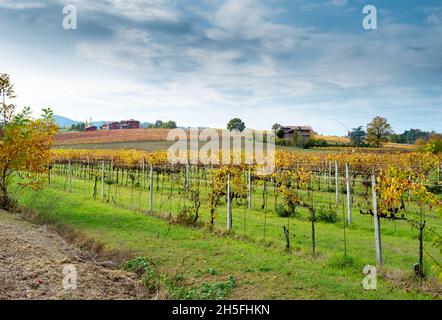 Autumnal vineyards on the rolling hills of Bologna countryside. Crespellano, Bologna province, Emilia-Romagna, Italy Stock Photo