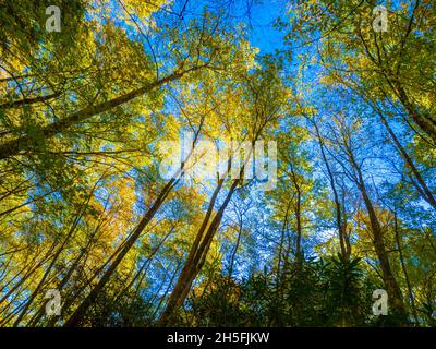 Looking up into early fall colored trees with blue sky in Great Smoky Mountains National Park in North Caroilina USA Stock Photo