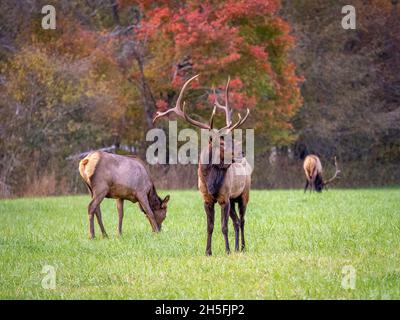 Elk or  Manitoban Elk, in field near Oconaluftee Visitor Center in Great Smoky Mountains National Park in North Carolina USA Stock Photo