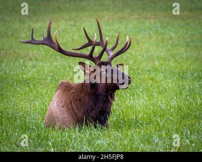 A single male Elk or  Manitoban Elk, in a field near Oconaluftee Visitor Center in Great Smoky Mountains National Park in North Carolina USA Stock Photo