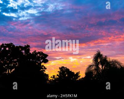 Colorful magenta orange and yellow sunrise with trees in foreground over southwest Florida USA Stock Photo