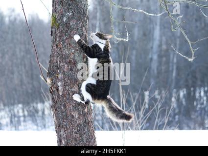 Black and white fluffy young cat climbing on a tree in winter park. Stock Photo