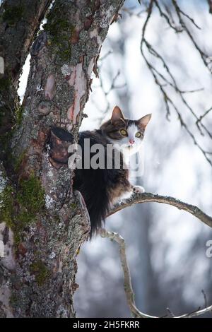 Black and white fluffy young cat climbing on a tree in winter park. Stock Photo