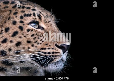 Female Amur leopard, Panthera pardus orientalis (profile) Stock Photo