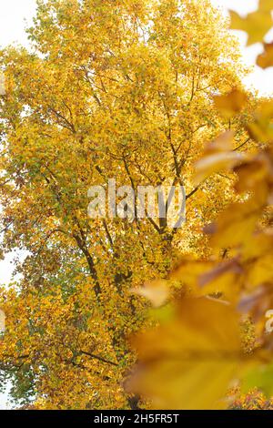 London, UK. Tuesday, November 9th, 2021. Autumn scenes in Kew Gardens in London. Photo: Richard Gray/Alamy Live News Stock Photo