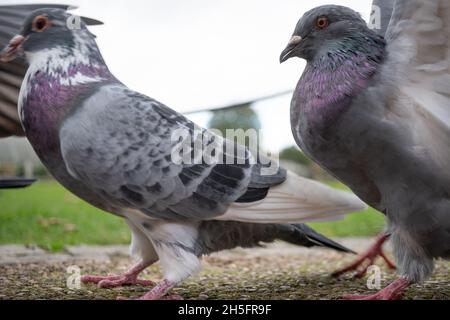 London, UK. Tuesday, November 9th, 2021. Pigeons in Kew Gardens in London. Photo: Richard Gray/Alamy Live News Stock Photo