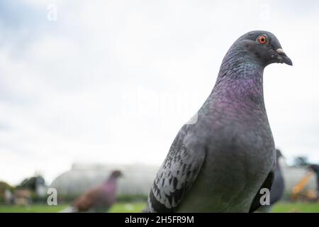 London, UK. Tuesday, November 9th, 2021. Pigeons in Kew Gardens in London. Photo: Richard Gray/Alamy Live News Stock Photo