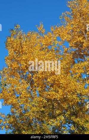 poplar, aspen, and cottonwood, Pappeln, Populus sp., nyárfa, Budapest, Hungary, Magyarország, Europe Stock Photo