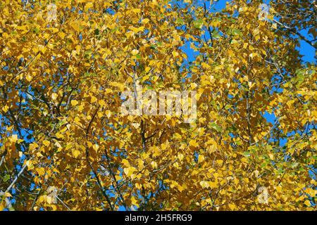 poplar, aspen, and cottonwood, Pappeln, Populus sp., nyárfa, Budapest, Hungary, Magyarország, Europe Stock Photo