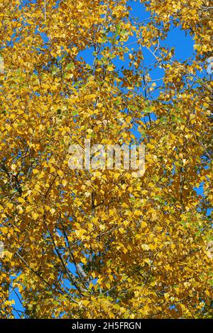 poplar, aspen, and cottonwood, Pappeln, Populus sp., nyárfa, Budapest, Hungary, Magyarország, Europe Stock Photo