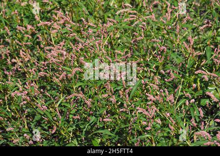 lady's thumb, spotted lady's thumb, Jesusplant, redshank, Floh-Knöterich, Persicaria maculosa, Polygonum persicaria, baracklevelű keserűfű, Hungary Stock Photo