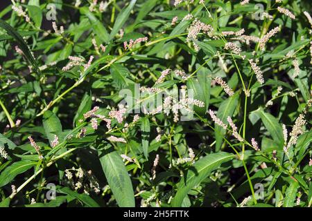 lady's thumb, spotted lady's thumb, Jesusplant, redshank, Floh-Knöterich, Persicaria maculosa, Polygonum persicaria, baracklevelű keserűfű, Hungary Stock Photo