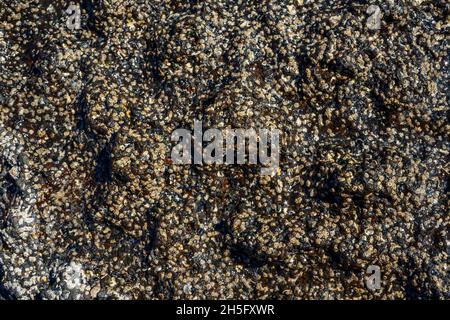Close-up of volcanic stone beach rock with shells and barnacles on the water. High quality photo Stock Photo