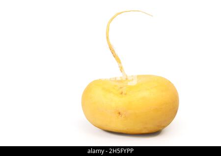 Ripe turnip tubers on white background with soft shadow Stock Photo