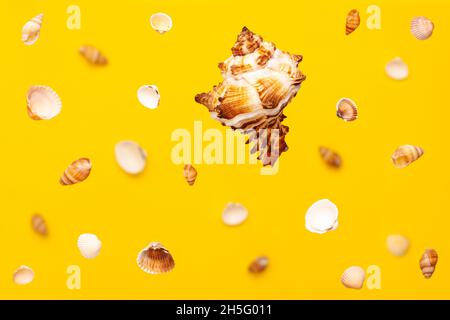 Levitation from above of sea shells small and big of white and brown colors pattern on vibrant yellow background at the top. Holidays travel and vacat Stock Photo