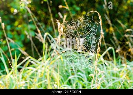 spider web or cobweb with dewdrops hanging on the grass, blurred background Stock Photo