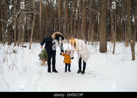 Young family walking in a majestic winter conifer forest. Father bringing small fir tree on a wooden sleigh.. Stock Photo