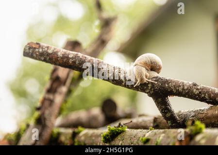 Snail moving upside down on branch in home garden Stock Photo