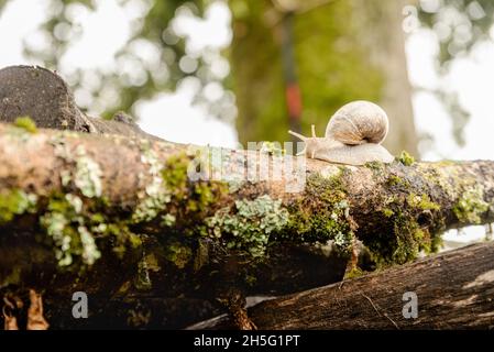Snail moving on mossy log Stock Photo
