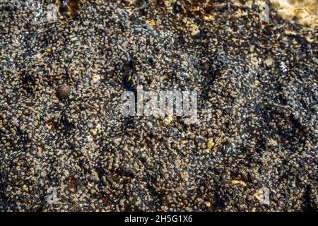 Close-up of volcanic stone beach rock with shells and barnacles on the water. High quality photo Stock Photo